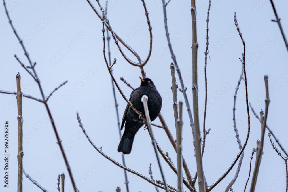 Fototapeta premium A black bird is perched on a branch. The branch is covered in snow. The bird is looking down