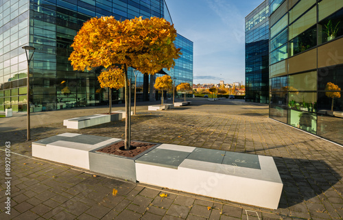 Schilderij op canvas autumn colours on ornamental trees in the courtyard of a modern office building