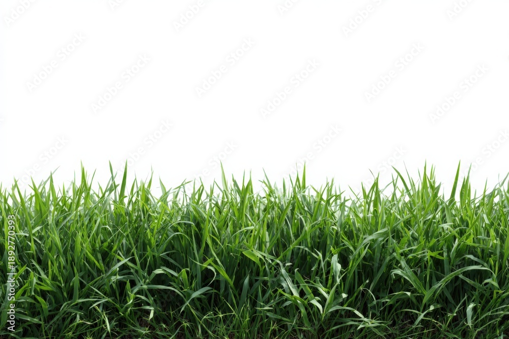 Fototapeta premium Lush green grass against clear white sky