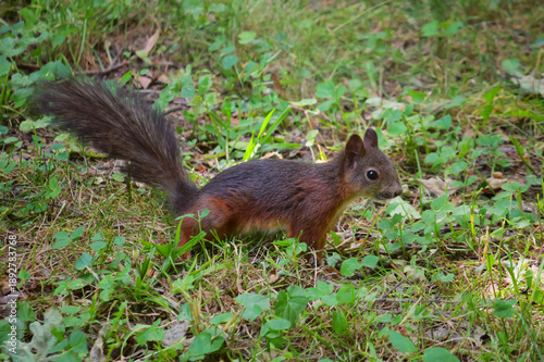 A red squirrel jumps among grass and fallen leaves in an autumn park.