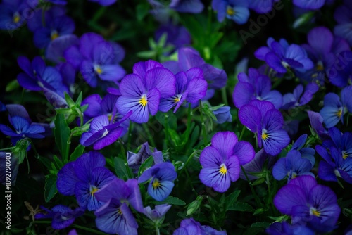 purple crocus flowers in spring