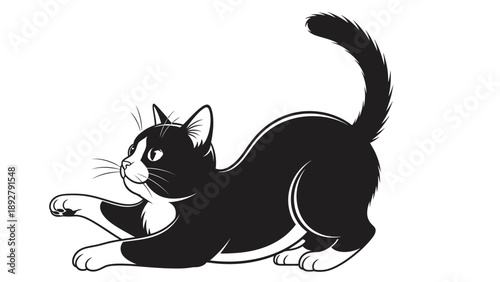 Black and white cat playing cat stretching feline activity.