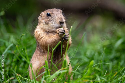 prairie dog eating grass while sitting upright in lush green habitat