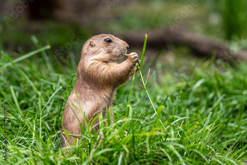 prairie dog eating grass while sitting upright in lush green habitat