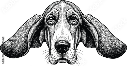 Black and white hound dog illustration with long ears, detailed vintage pet portrait, realistic engraving style animal artwork drawing