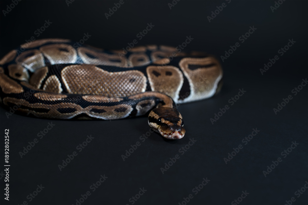 Obraz premium Close-up of a royal python snake.