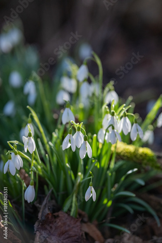 Snowdrop Group In Peaceful Forest Setting, Tranquil Woodland Scene Showcasing Fragile Snowdrops And Soft Morning Illumination