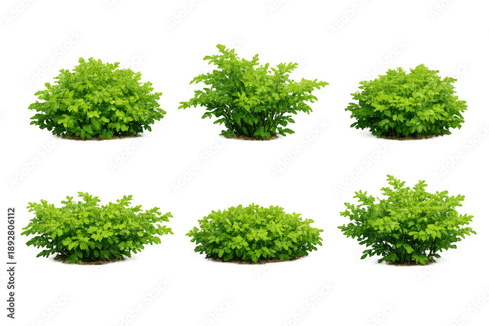 Obraz premium Green plants set isolated on transparent background, offering versatile elements for landscaping and nature compositions