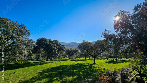 Photos Dehesa landscape in extremadura with holm oak trees