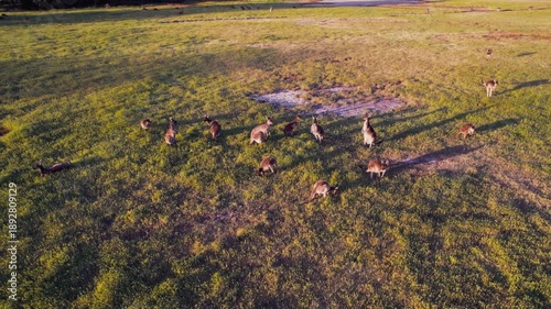 Wallpaper Mural A group of kangaroos is gathered in a grassy area in Australia in the evening Torontodigital.ca