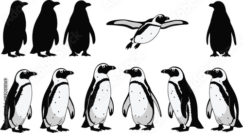 Penguin vector illustration collection with multiple standing and flying poses, black and white silhouettes, cartoon wildlife design set