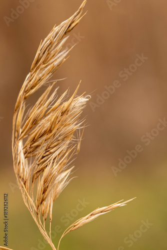 Minimal reed plant close-up with soft natural background with copy space