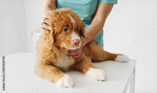 Red Nova Scotia Duck Tolling Retriever Puppy At The Vet Clinic For An Examination