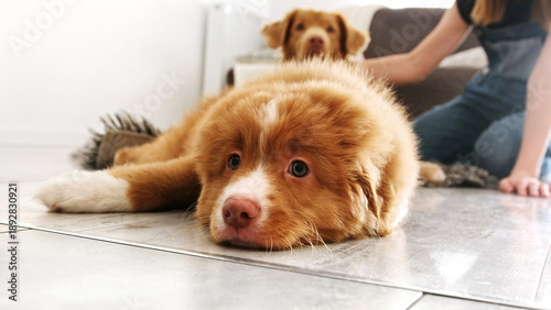 Adorable puppy dog tolling scotia retriever dog lying on the floor