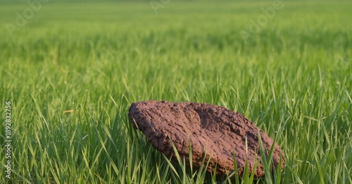 cow dung lies on the field of green grass