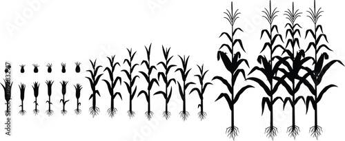 Corn growth stages silhouette, maize plant development, agriculture illustration, black and white, farming lifecycle, seed to harvest, botanical vector, art