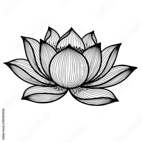 Detailed black and white line art drawing of a beautiful blooming lotus flower illustration with water droplets