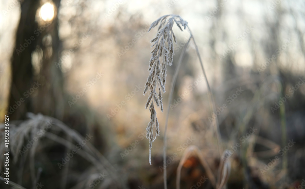 Fototapeta premium Morning Frosty Grass In Winter Ice On A Meadow