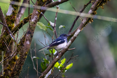 Oriental magpie-robin