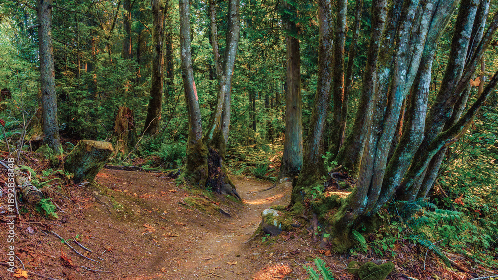 Obraz premium Forest trail in Burnaby Mountain Park, BC, Canada.