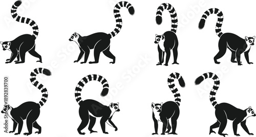 Ring tailed lemur silhouette set in different walking and standing poses, black vector wildlife illustration collection isolated on white