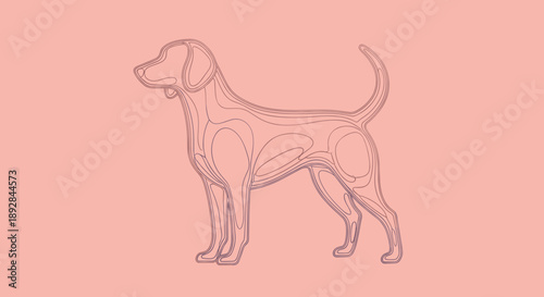 Anatomical illustration of a dogs skeletal and muscular system.