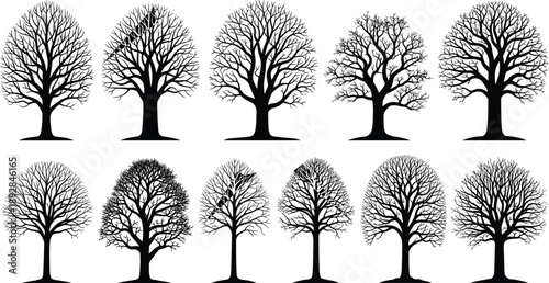 Big set of various deciduous tree silhouettes with leaves and branches isolated on white background for nature forest and landscape architecture design concepts