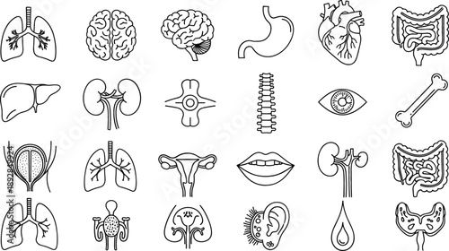 Medical line icon set of human internal organs featuring heart lungs brain stomach kidneys and anatomical systems vector