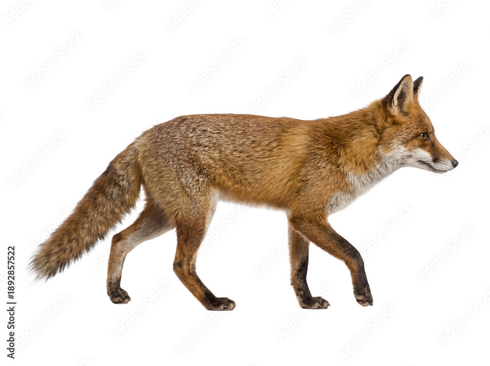 Obraz premium Red fox walking, side view, isolated on transparent background (PNG)