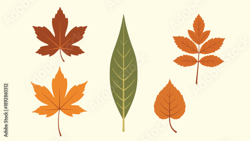 Selection of various autumn leaves in shades of orange, yellow, brown, and green are shown against a light cream background.