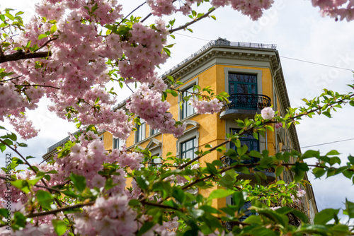 Canvas Print Spring in Oslo Norway with Pink Cherry Blossoms Framing Historic Yellow Neoclass