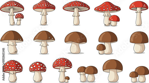 Set of various mushroom vector illustrations featuring red fly agaric and brown forest fungi for nature education autumn season design and woodland foraging botanical guides.