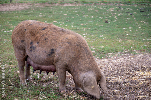A rare Oxford Sandy and Black pig grazing on summer pasture
