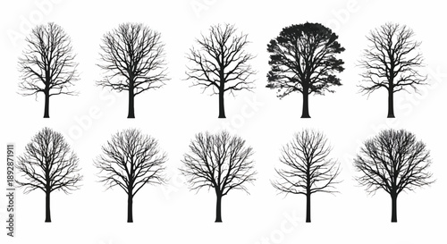 Collection of Ten Bare Tree Silhouettes winter deciduous