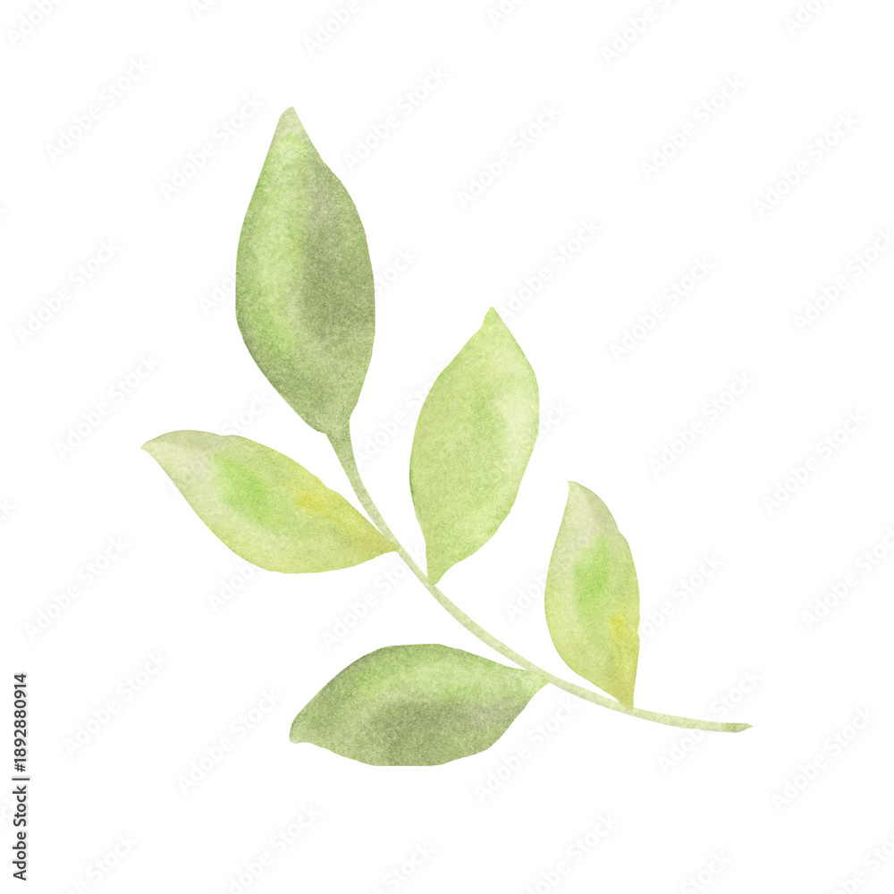 Obraz premium Watercolor Spring Green Leaves Branch