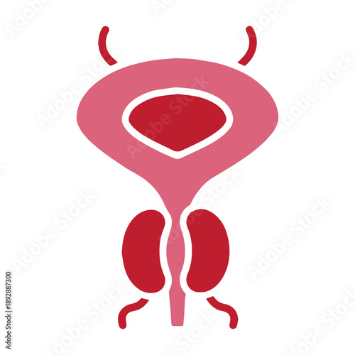 Bladder and prostate illustration