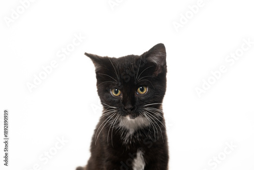 Cute black and white kitten isolated on white background