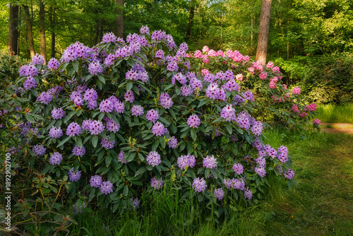 Foto Blooming rhododendron bushes display lavender and pink flowers amid lush green forest, sunlight filtering through leaves along path in summer