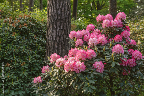 Blooming rhododendron bushes display pink flowers amid lush green forest, sunlight filtering through leaves along path in summer.