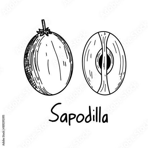 vector illustration of sapodilla