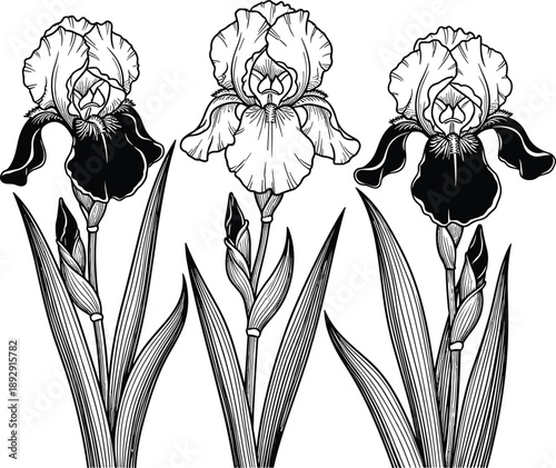 Vintage iris flower engraving set, botanical black and white floral illustration with three blooming irises