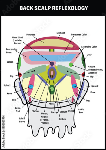 Back scalp reflexology chart