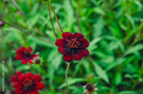 Chocolate cosmos flower