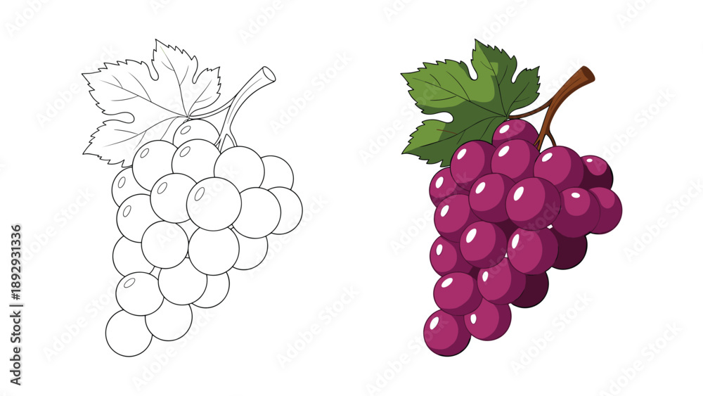 Fototapeta premium Detailed illustration of a bunch of grapes presented in both a black and white line art version and a fully colored purple version.