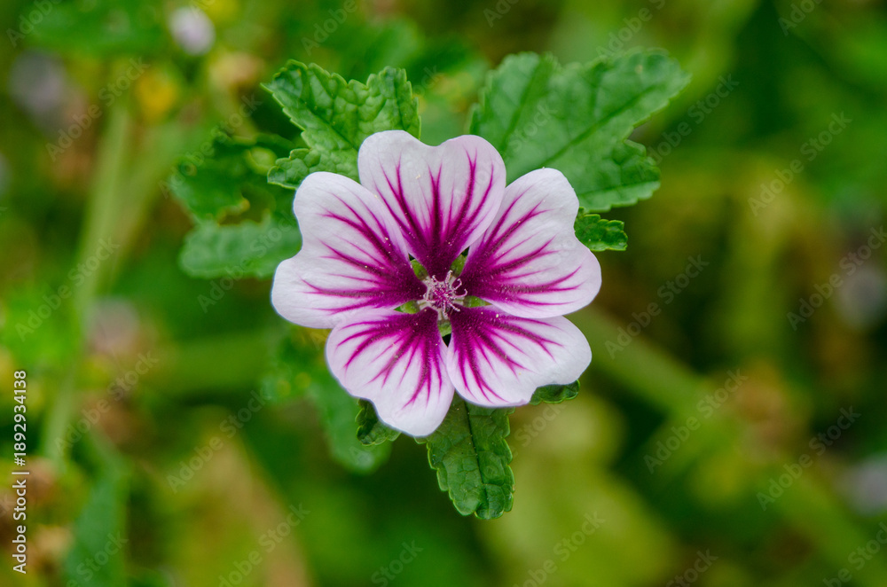Fototapeta premium Mallow flower (Malva)