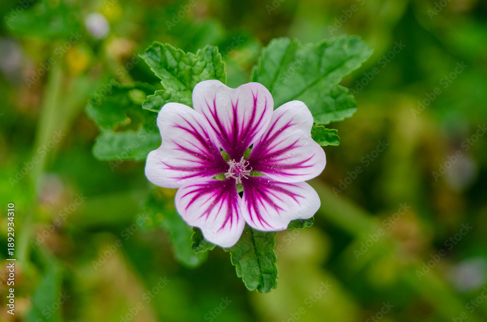 Obraz premium Mallow flower (Malva)