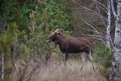 A young moose in an autumn forest.
