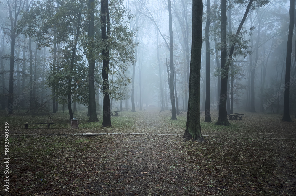 Fototapeta premium Open forest clearing with tall trees covered in fog in Zvezdara Park, Belgrade, Serbia. The image conveys mystery, depth, and a peaceful connection between city and nature.