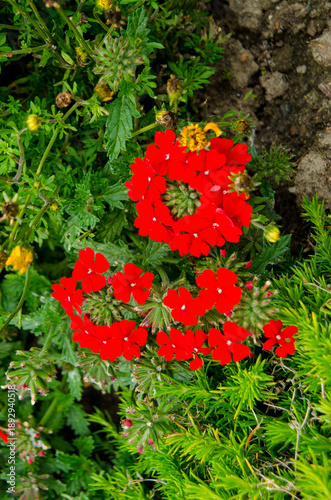 Red verbena flowers cluster.