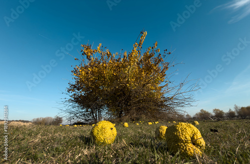 Autumn tree with yellow leaves and fallen hedge apples scattered on grass under a clear blue sky, creating a surreal rural landscape and seasonal contrast.
